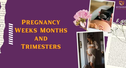 Pregnancy Weeks Months and Trimesters